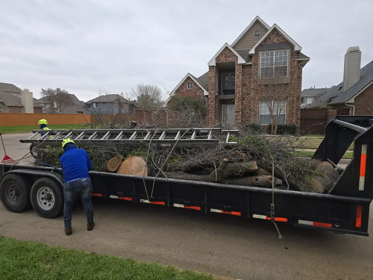 Expert Tree Removal with proper safety equipment in Ionia